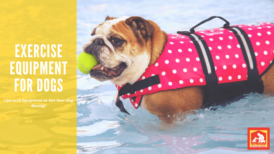 Exercise Equipment for Dogs | Dog Training In Your Home Myrtle Beach